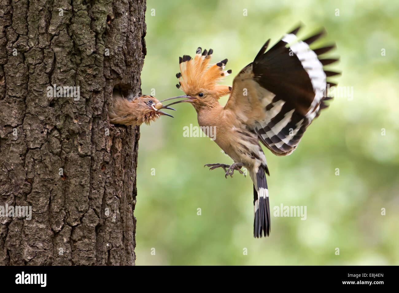 Hoopoe (Upupa epops), feeding young with lizard eggs, Saxony, Germany