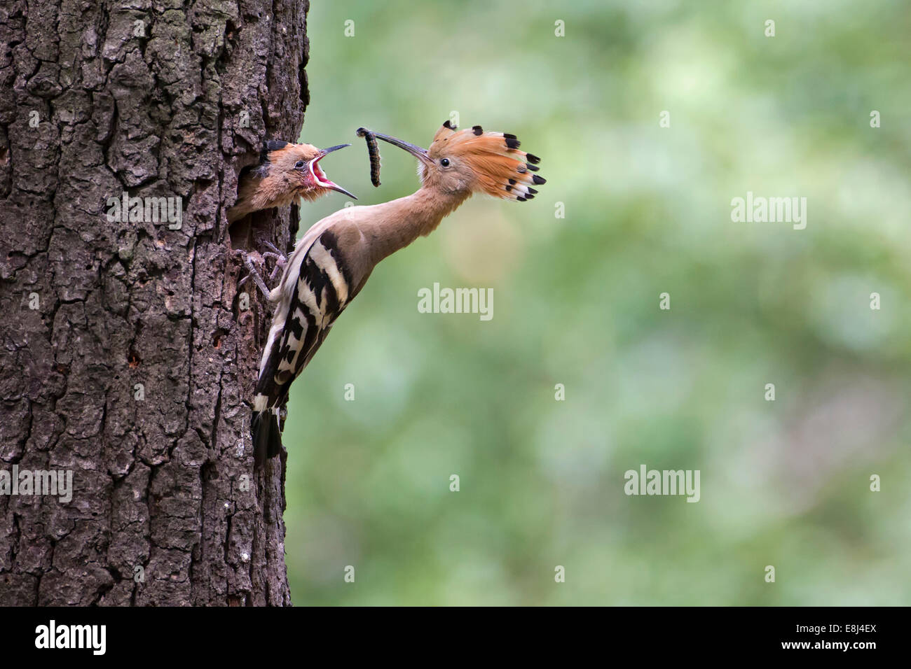 Hoopoe (Upupa epops), feeding young with a large caterpillar, Saxony, Germany Stock Photo