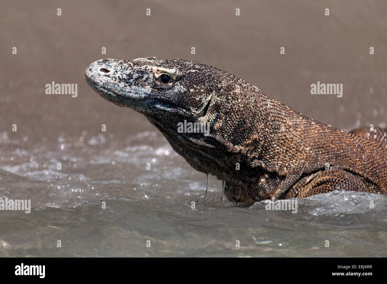 Komodo Dragon (Varanus komodoensis), in the sea, Komodo National Park, Unesco World Heritage Site, Komodo Island Stock Photo