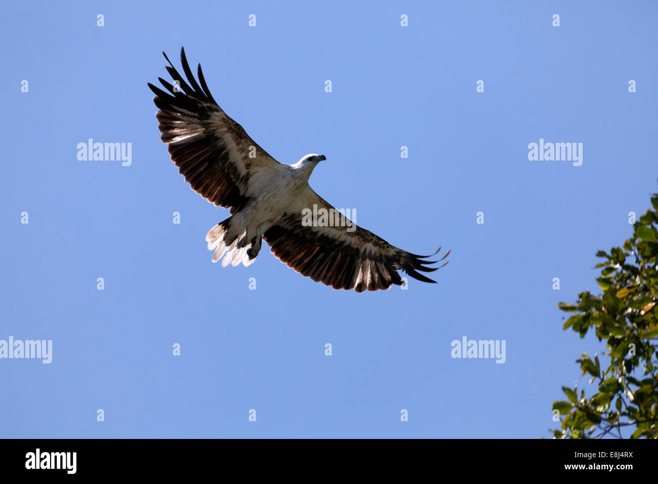 White-bellied Sea Eagle (Haliaeetus leucogaster) in flight, Komodo National Park, Unesco World Heritage Site, Komodo Island Stock Photo