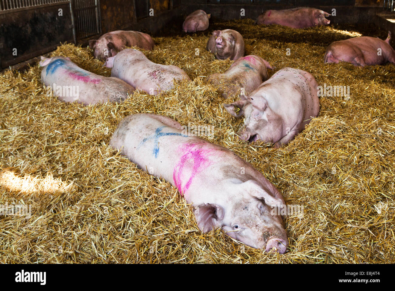 Domestic pigs in a barn, Kvänum, Sweden Stock Photo - Alamy