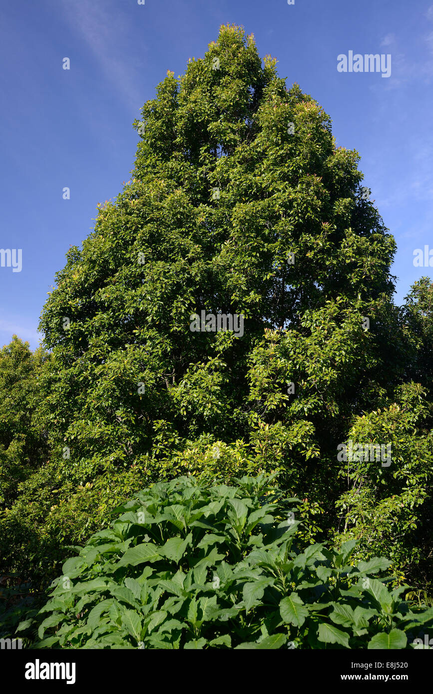 Clove Tree (Syzygium aromaticum), Bali, Indonesia Stock Photo - Alamy