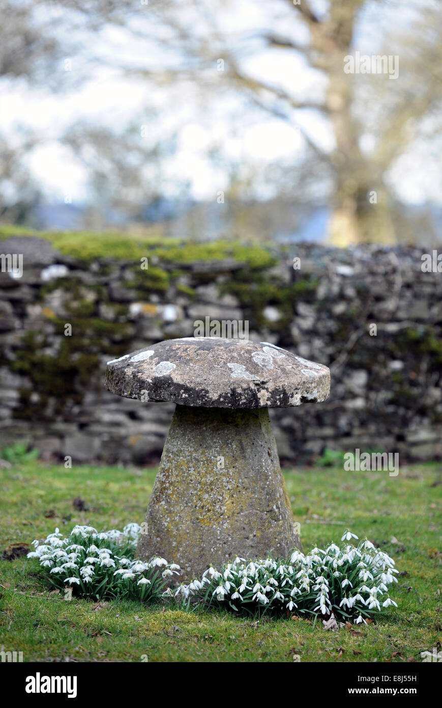 Snowdrops (Galanthus nivalis) surrounding a staddle stone in a Cotswold garden, Gloucestershire UK Stock Photo