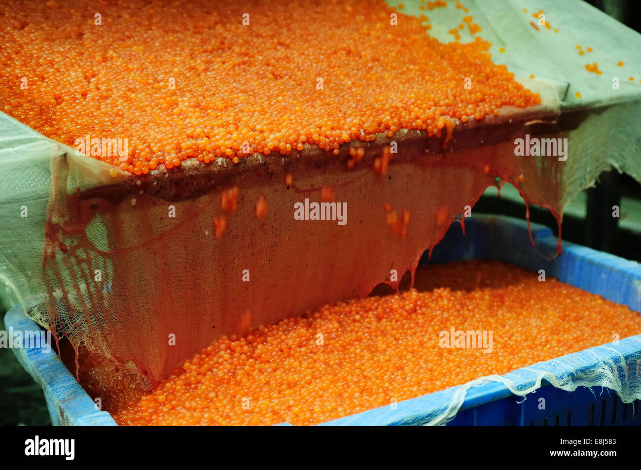 Salmon caviar, Russian specialty, being cleaned in a washing process, Kamchatka Peninsula, Russia Stock Photo