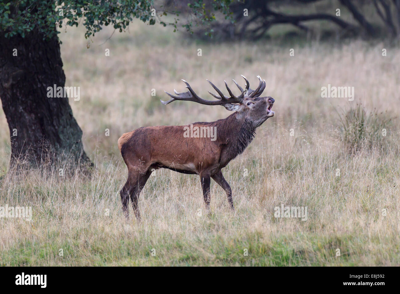 Red Deer (Cervus elaphus), bugling stag in rut, Copenhagen, Denmark Stock Photo