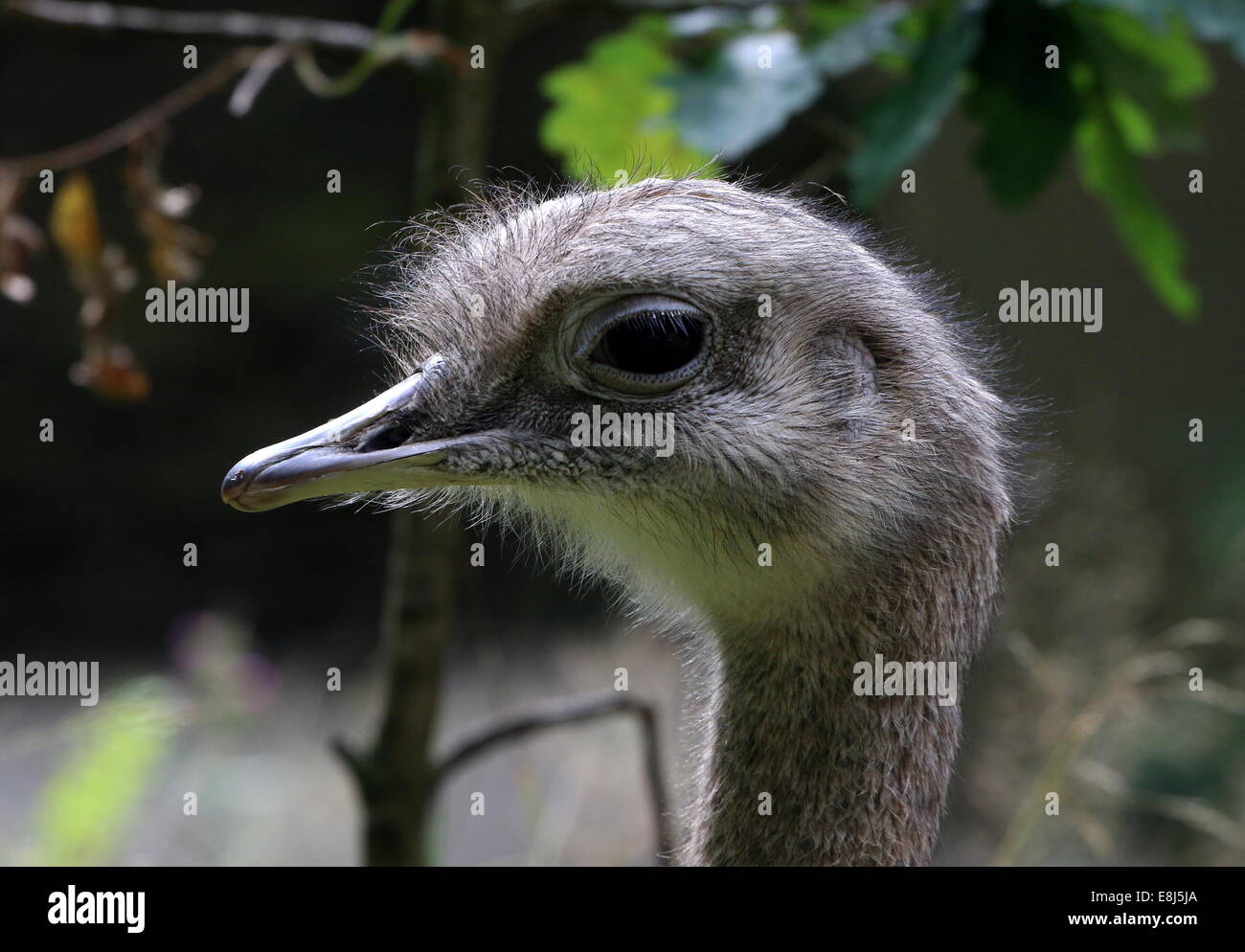 Darwin's rhea or Lesser rhea (Rhea Pennata, Rhea darwinii, Pterocnemia pennata), close-up of the head Stock Photo