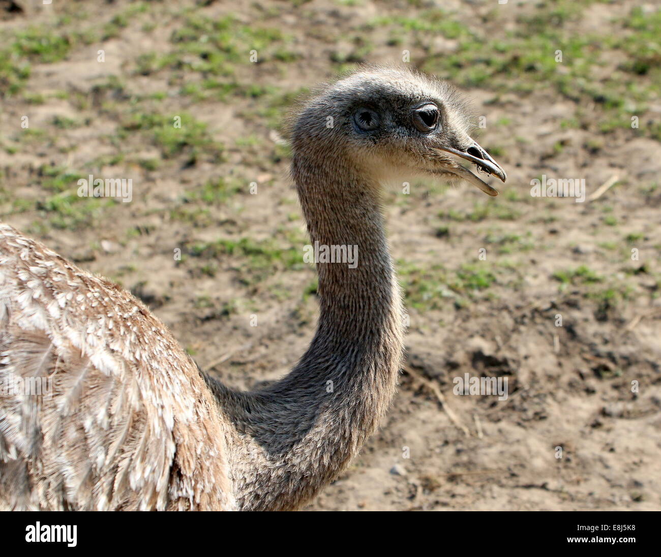 Darwin's rhea or Lesser rhea (Rhea Pennata, Rhea darwinii, Pterocnemia pennata), close-up of the head Stock Photo