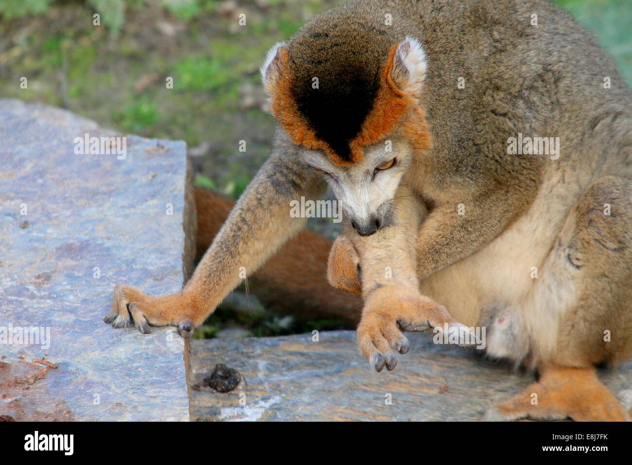 The brown male Crowned lemur (Eulemur coronatus) in close-up, licking his paw Stock Photo