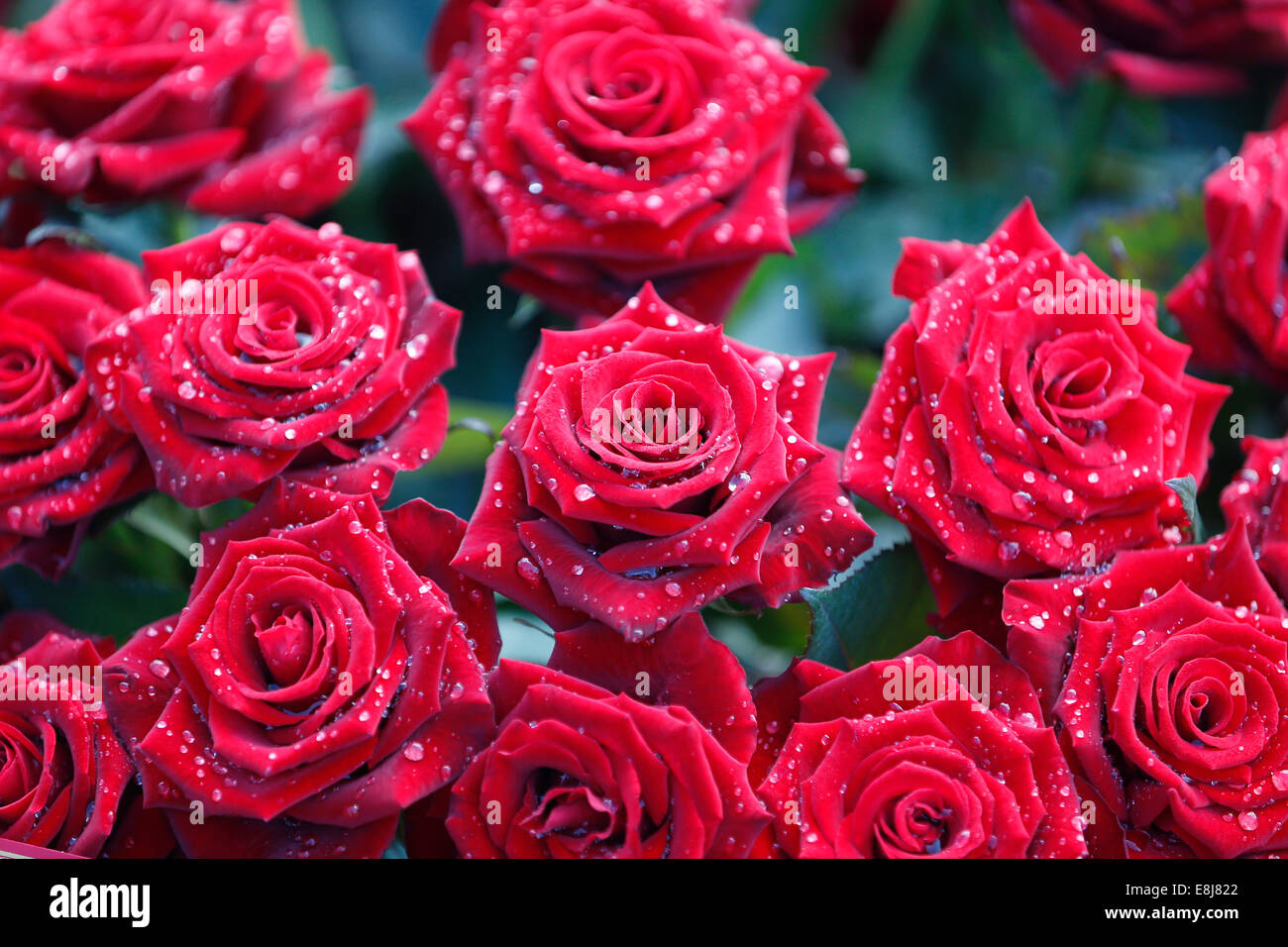 Red roses on a grave Stock Photo Alamy