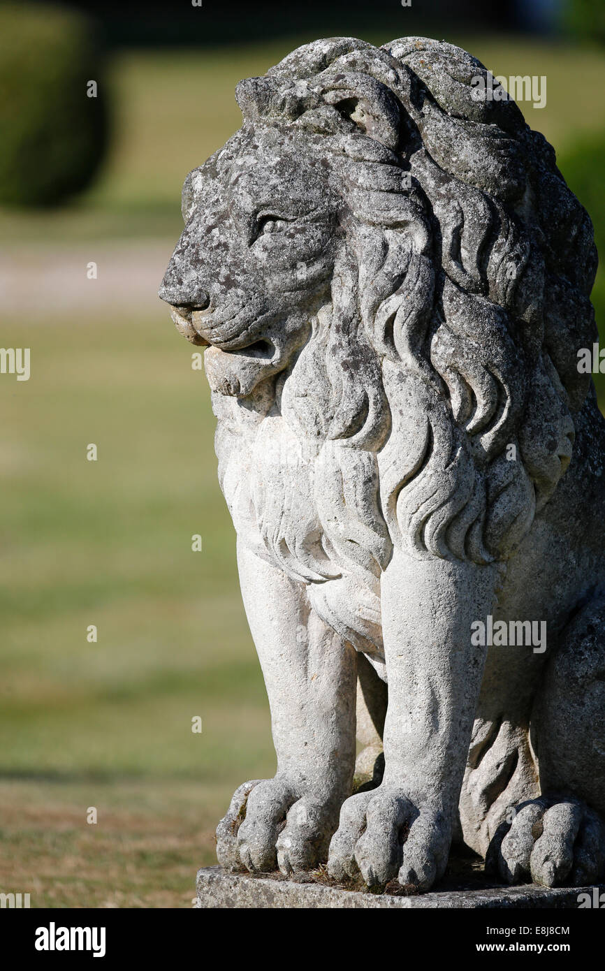 Lion. Stock Photo