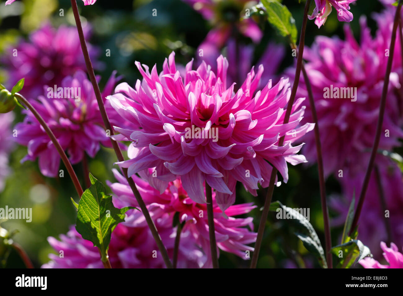Pink Dahlia. Stock Photo