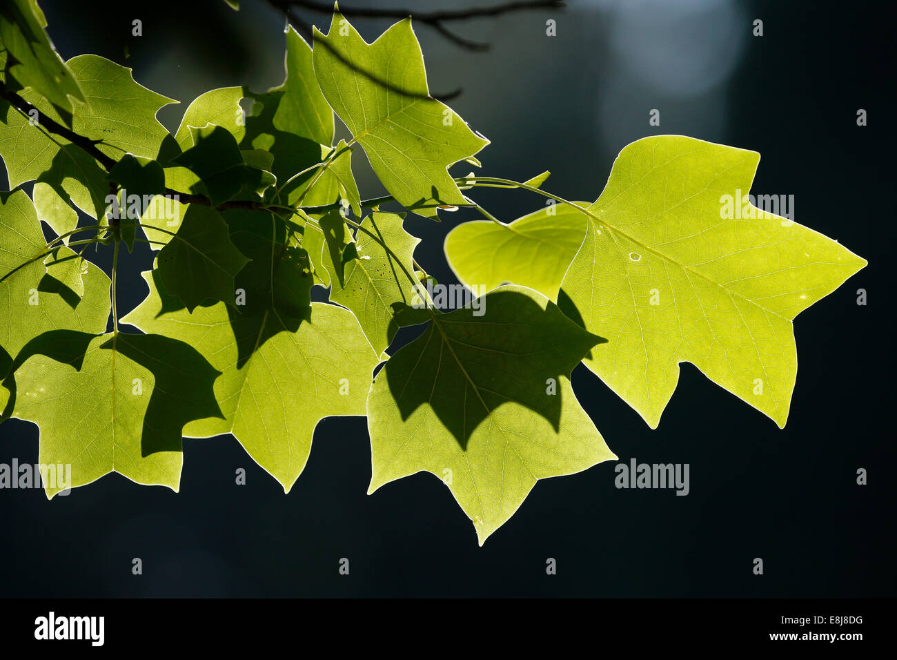 Leaves in nature hi-res stock photography and images - Alamy