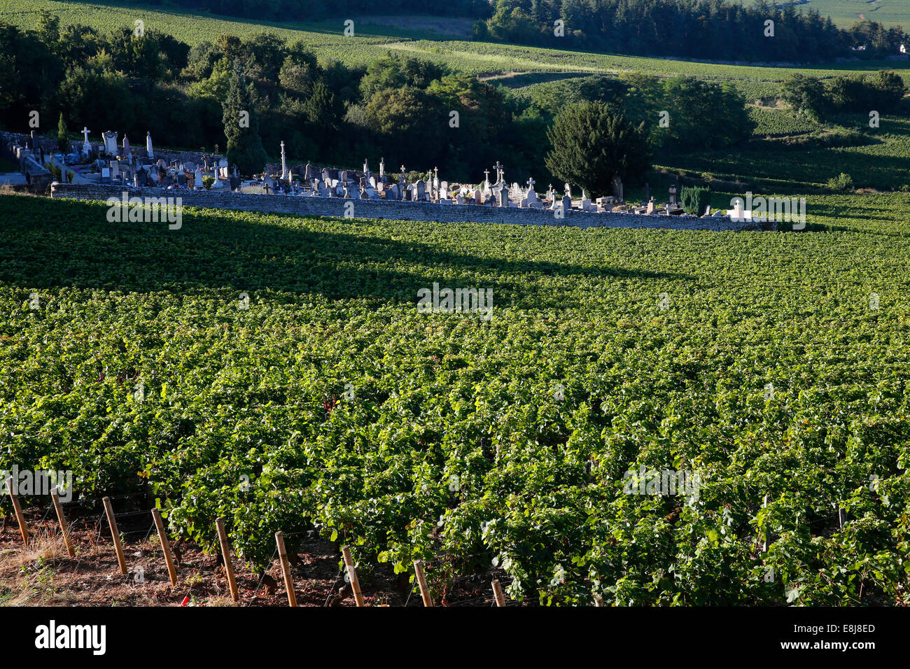 Mercurey has 650 ha of vineyards and is the most important viticultural community in Burgundy. Stock Photo