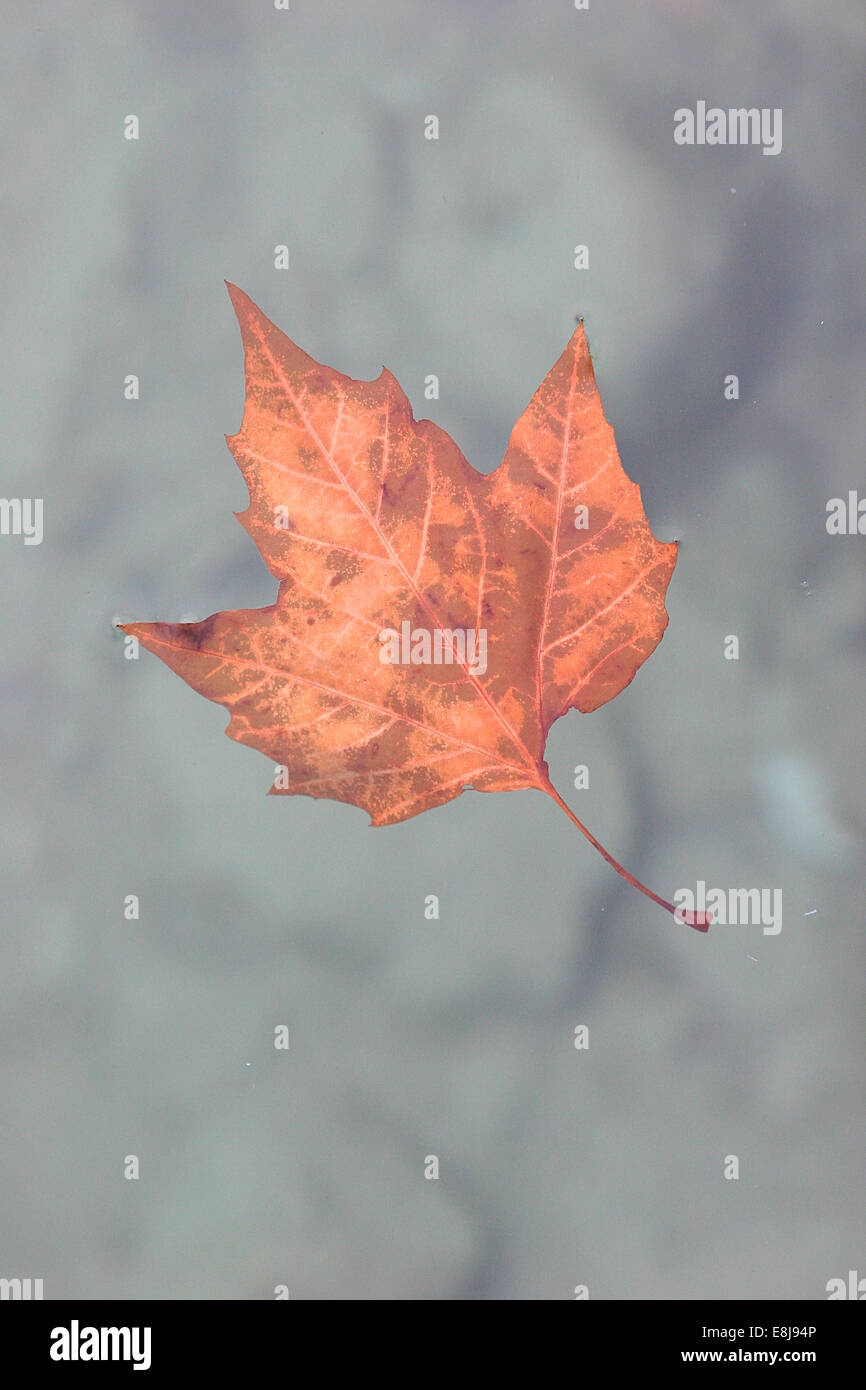 Leaf in a frozen lake Stock Photo