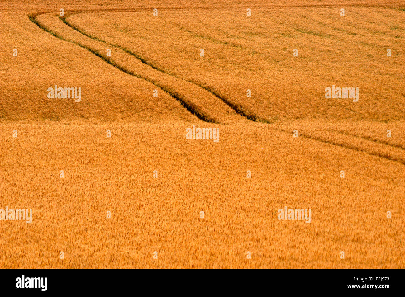 In field hi-res stock photography and images - Alamy