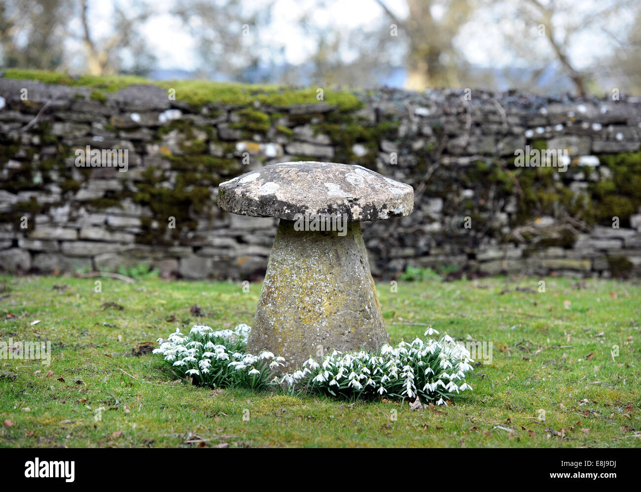 Snowdrops (Galanthus nivalis) surrounding a staddle stone in a Cotswold garden, Gloucestershire UK Stock Photo