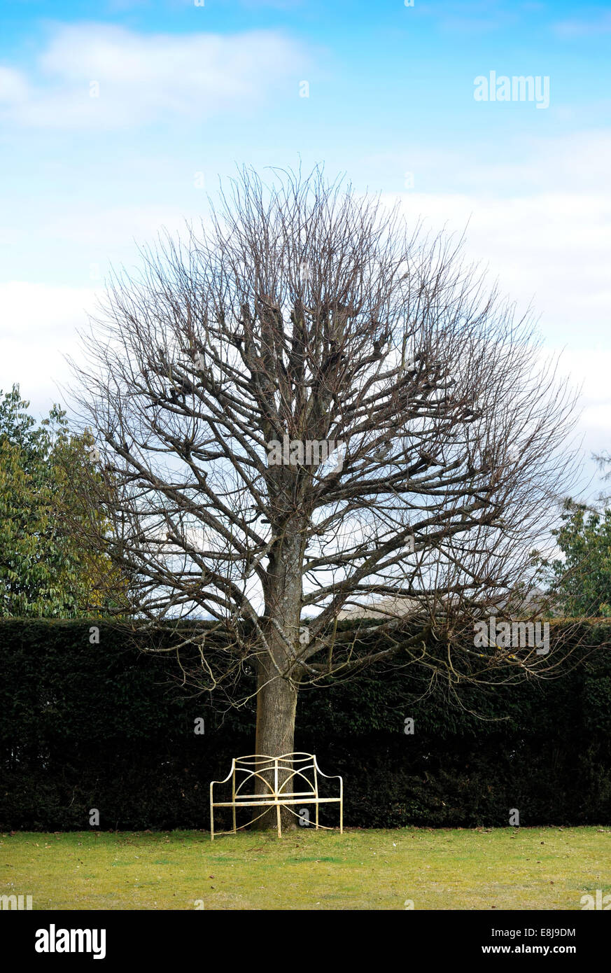 Garden tree in winter with iron bench UK Stock Photo