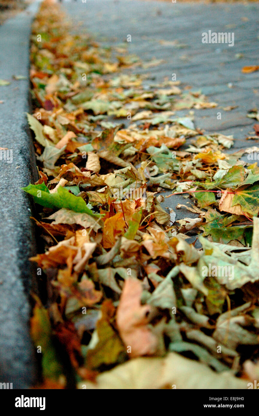 Autumn leaves Stock Photo