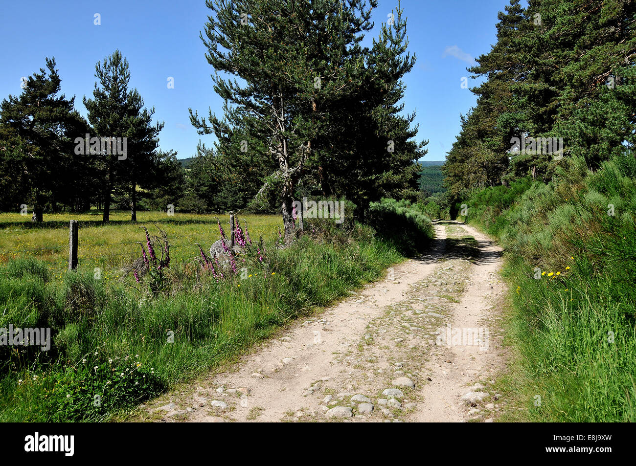 Path in the countryside Stock Photo - Alamy