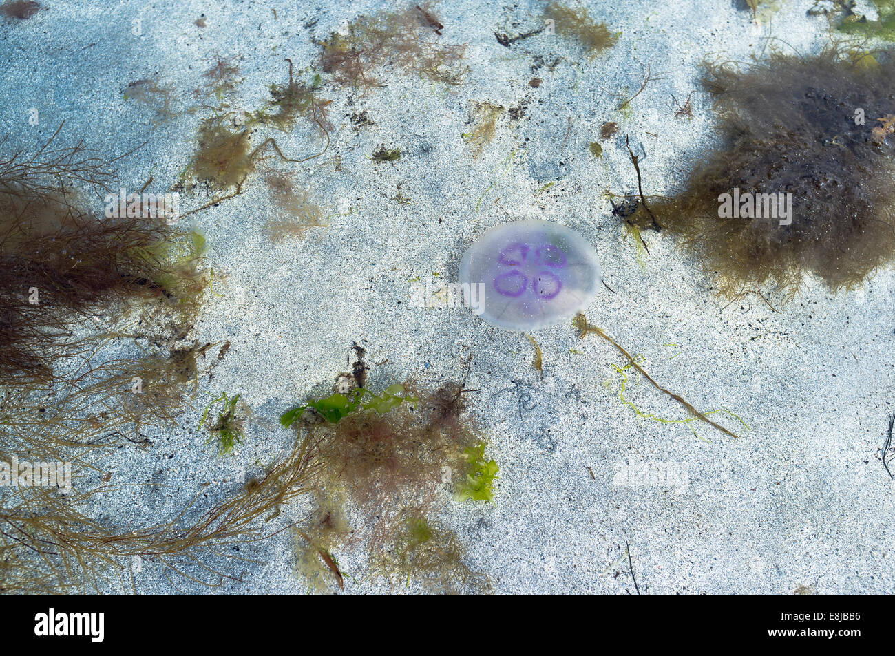 dh Moon jellyfish JELLYFISH UK Common jellyfish Aurelia aurita sand sea water seaweed Stock Photo