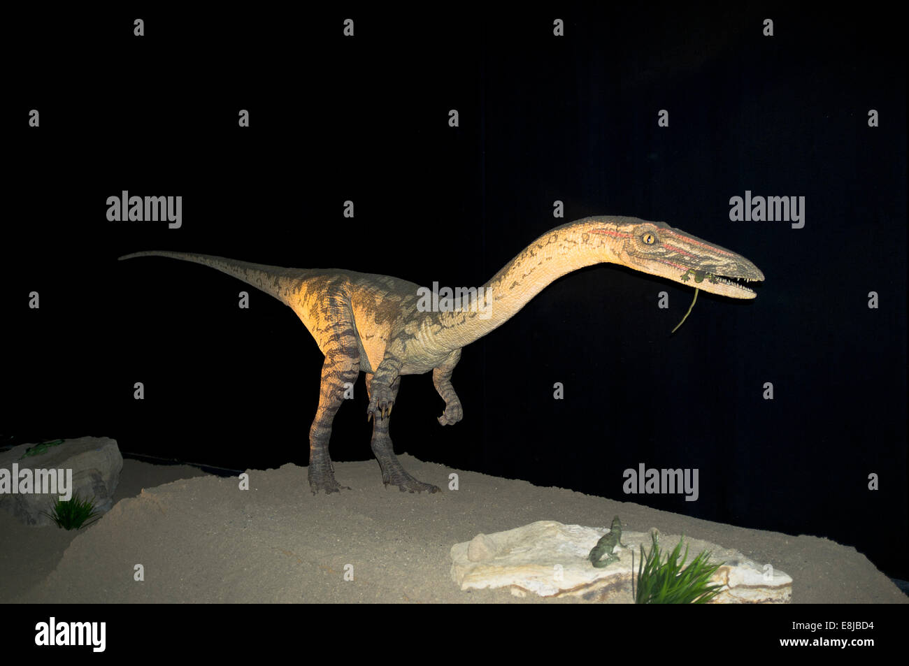 dh Coelophysis PREHISTORIC ANIMAL Extinct American dinosaur  bipedal carnivore Stock Photo