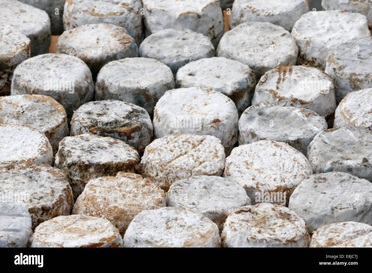 Goat's cheeses. Stock Photo