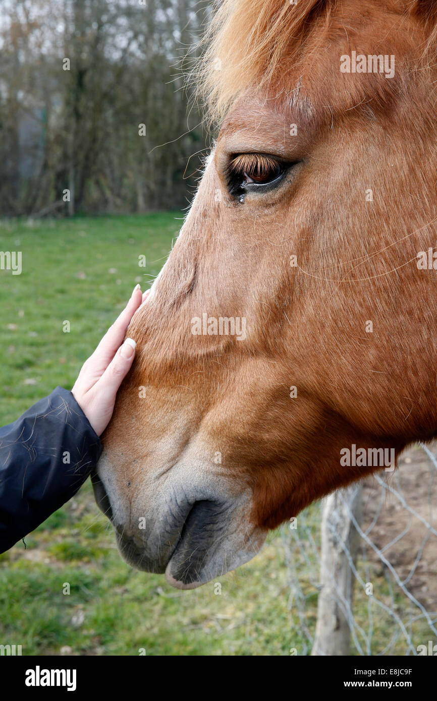 Horse. Stock Photo