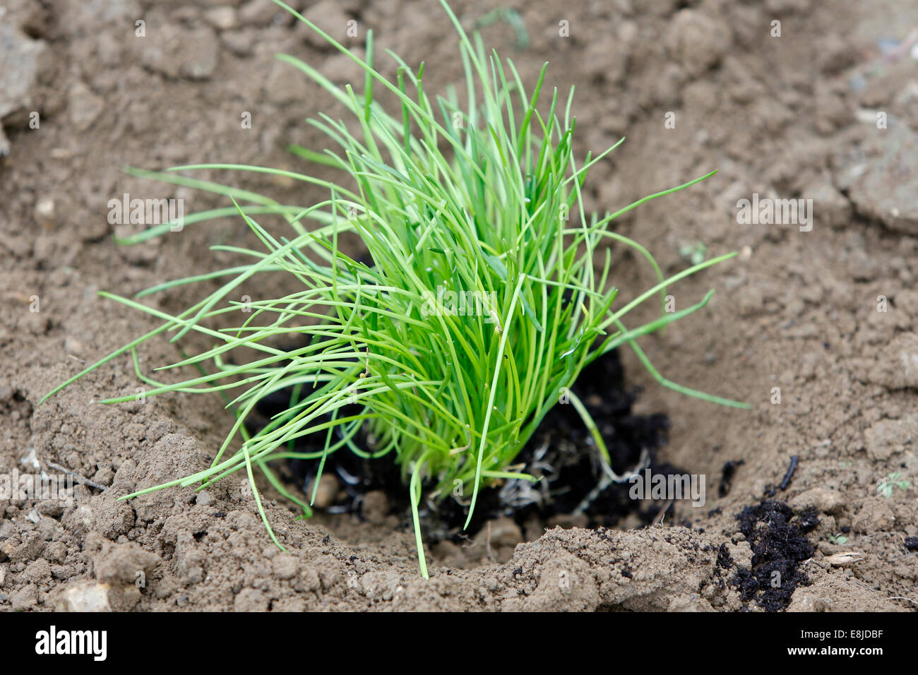 Growth sapling hi-res stock photography and images - Alamy