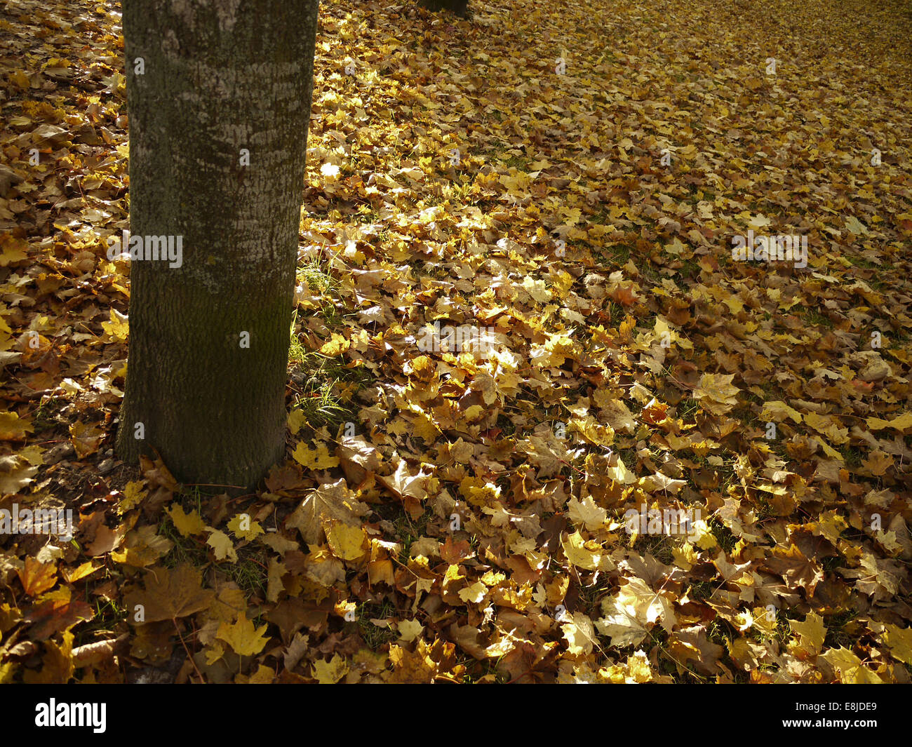 Trees autumn nature hi-res stock photography and images - Alamy