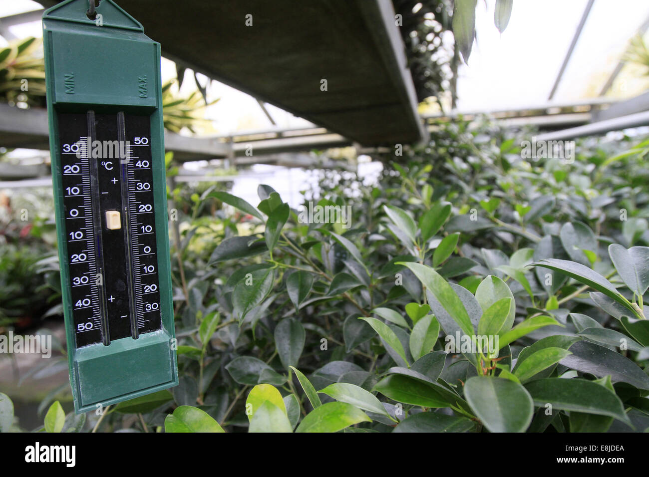 Thermometer Inside Plant Nursery Stock Photo - Download Image Now