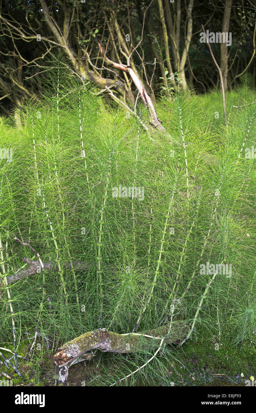 dh Hippuris vulgaris MARES TAIL UK Mares tails plants Stock Photo