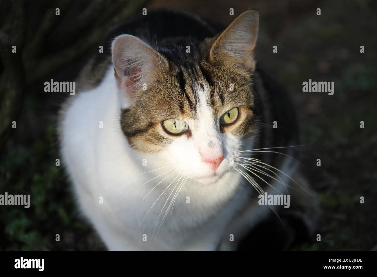 Cat. Stock Photo