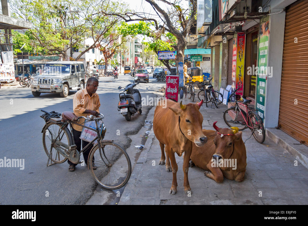 PONDICHERRY INDIA TREE LINED STREETS AND CATTLE OR COWS ON THE PAVEMENT Stock Photo