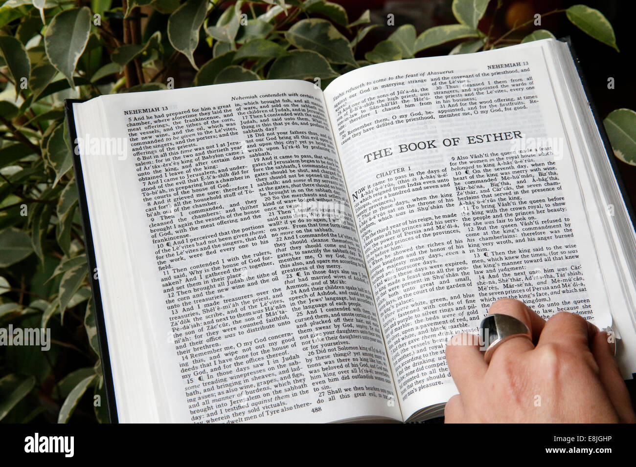 Reading the bible. The book of Esther. Stock Photo