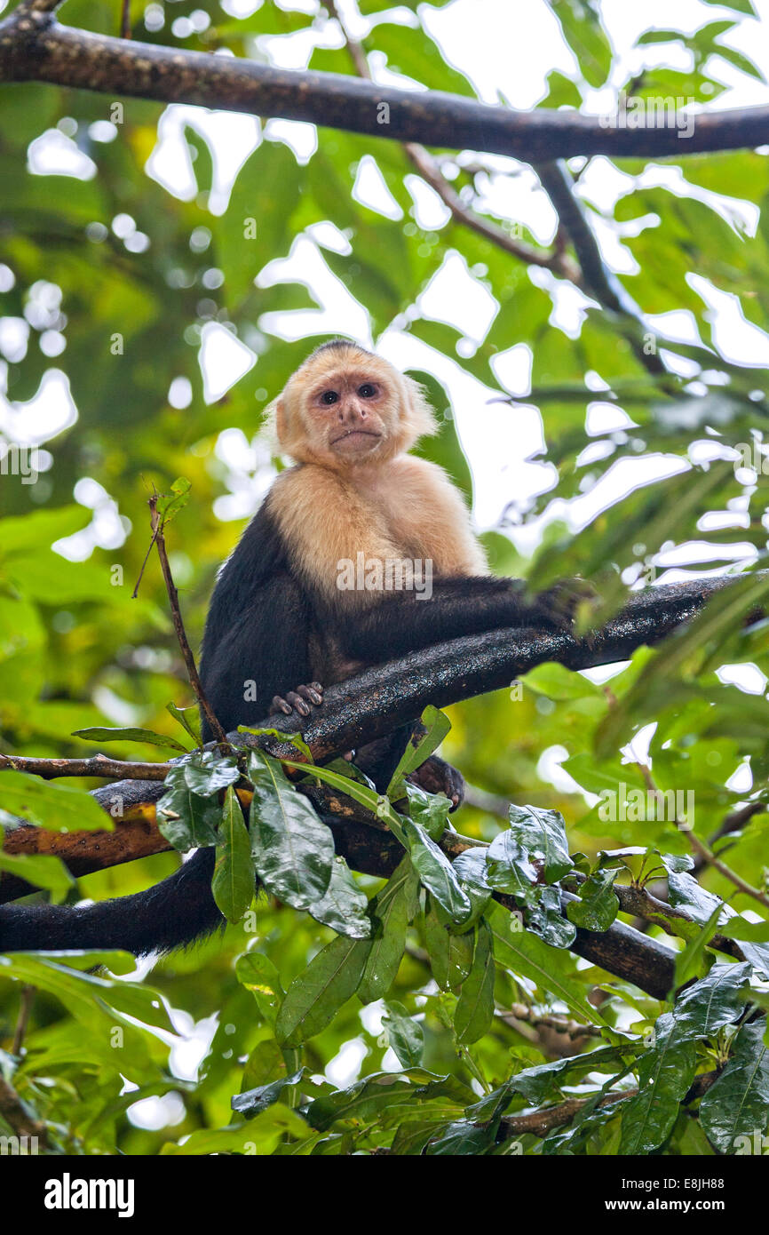White-throated Capuchin (Cebus capucinus). Photographed in Panama Stock Photo