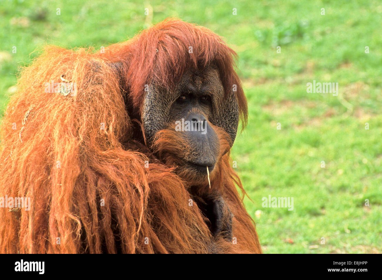 Sumatran orangutan (Pongo abelii or Pongo pygmaeus abelii) In a zoo Stock Photo
