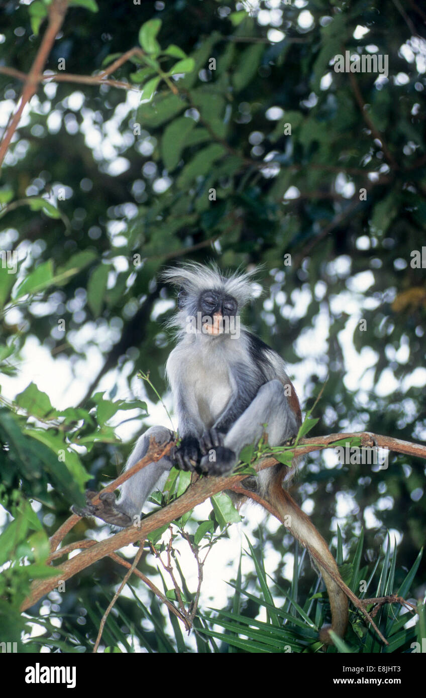 The Zanzibar red colobus (Piliocolobus kirkii), also known as Kirk's red colobus, is endemic to Unguja, the main island of the Z Stock Photo