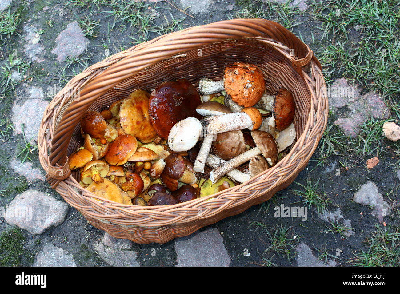 Basket of fresh edible mushrooms from the forest Stock Photo