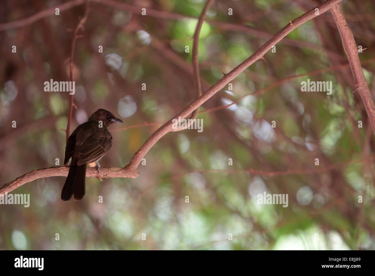 Blackbird on a branch. Stock Photo