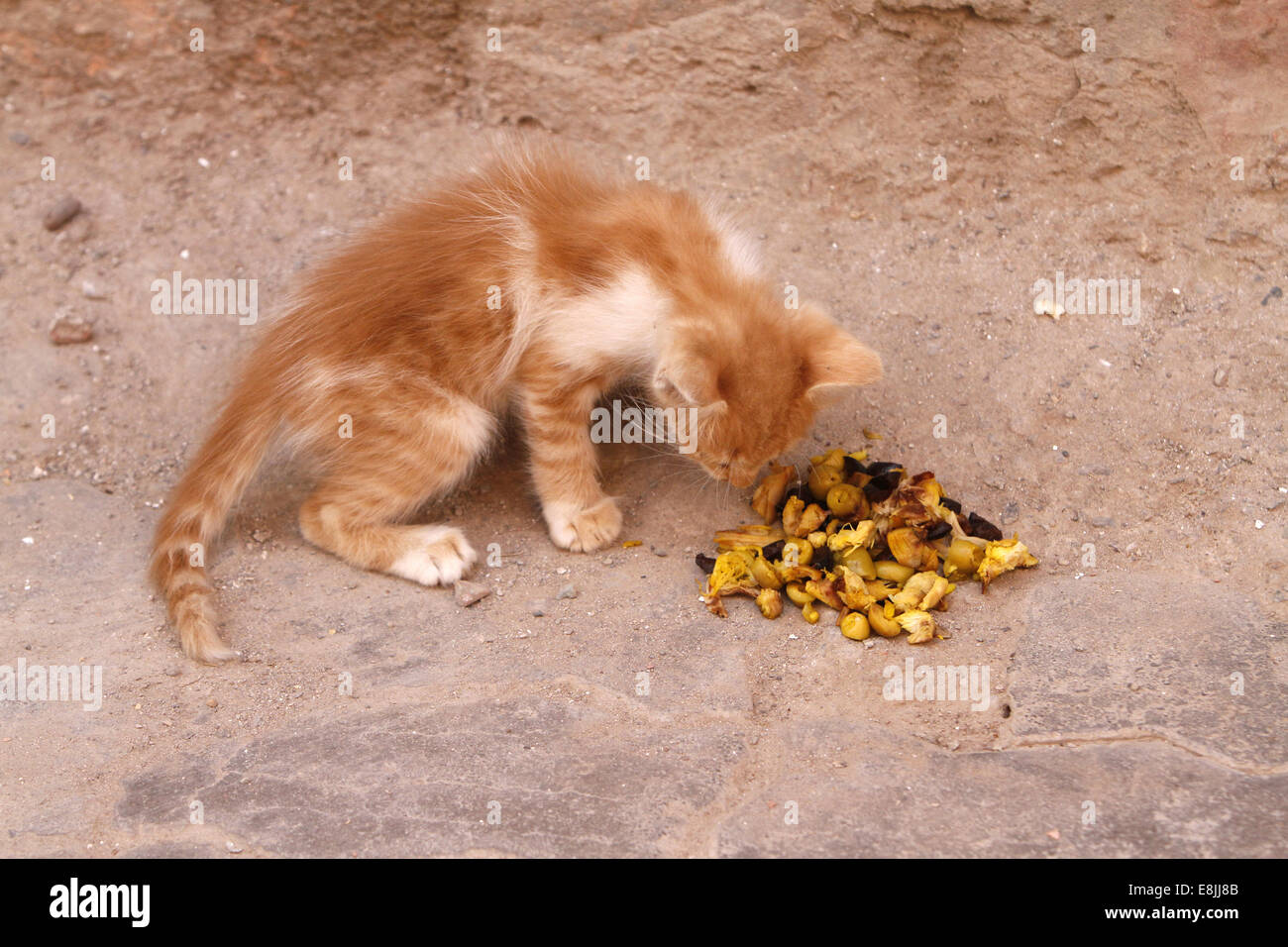 kitten eating chicken