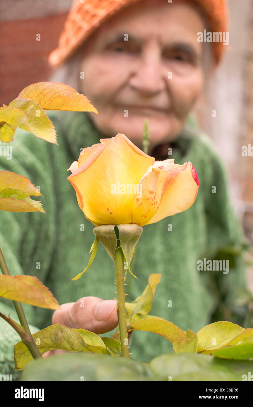 Senior woman with garden roses. Springtime. Stock Photo