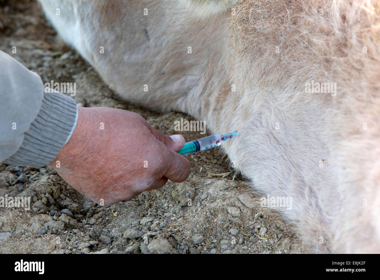 Veterinary injecting a dromedary Stock Photo