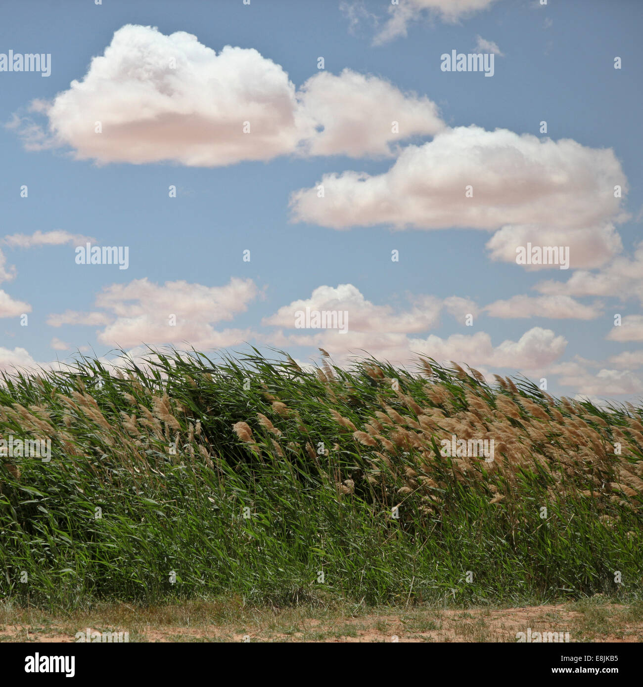 Veralean Reeds Reeds hi-res stock photography and images - Alamy
