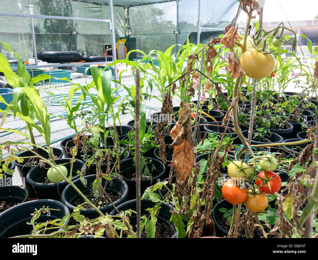 tomatoes are grown on a rooftop garden at the Haifa university, Israel