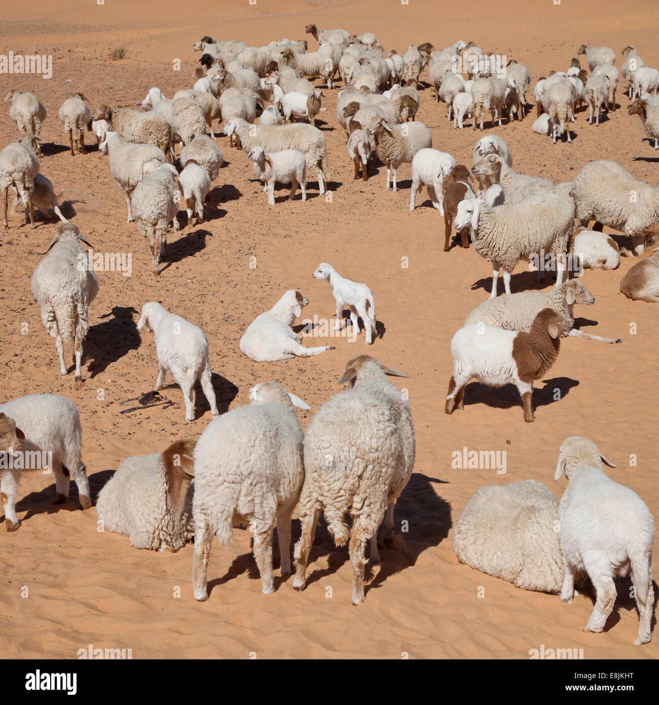 Cattle visual data 6