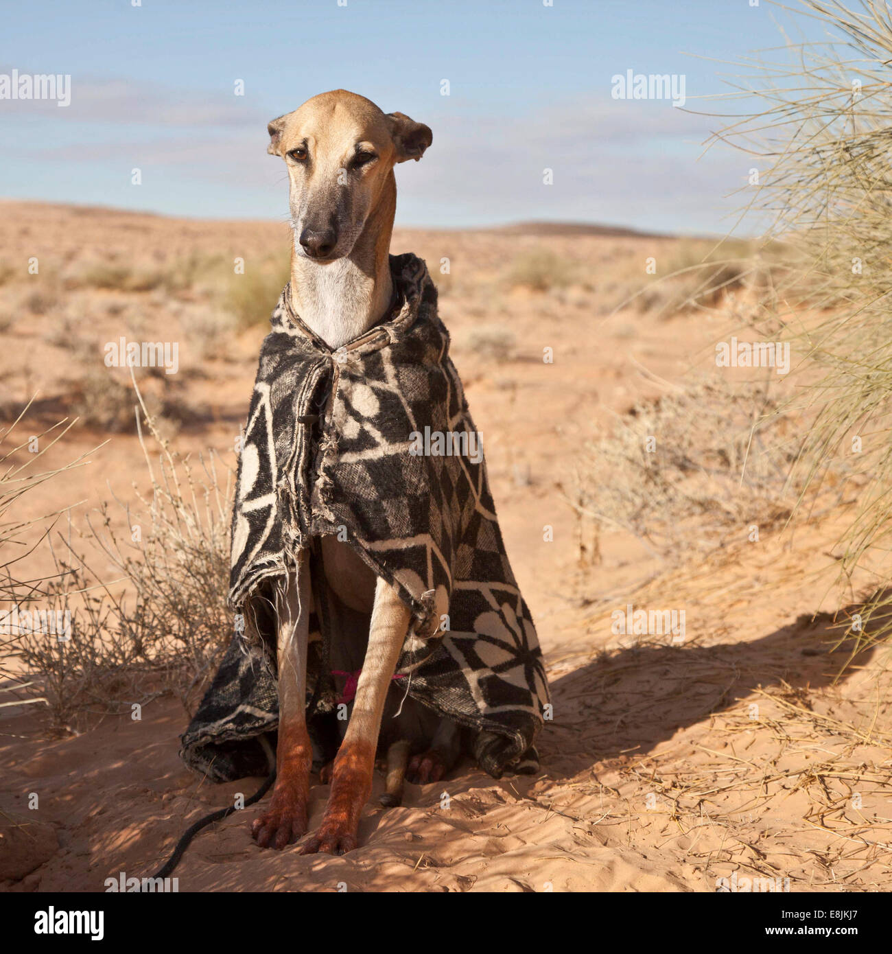 Arabic greyhound hotsell