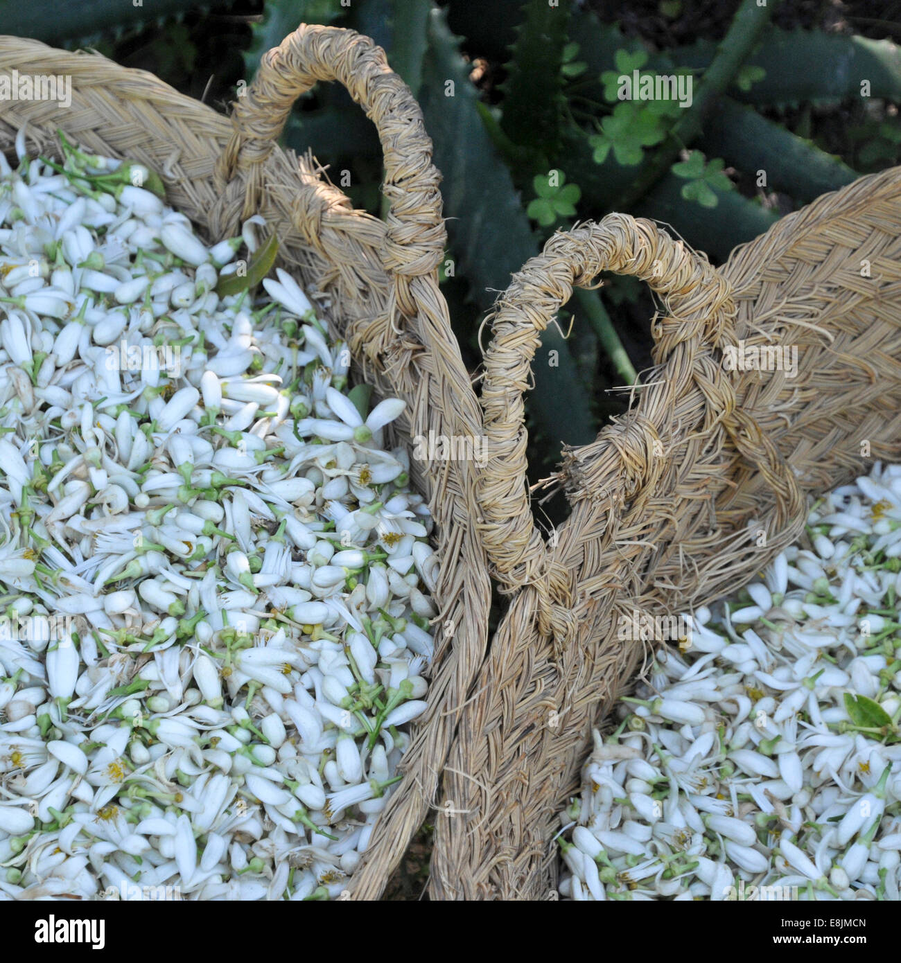 Baskets of Jasmine flowers Stock Photo Alamy