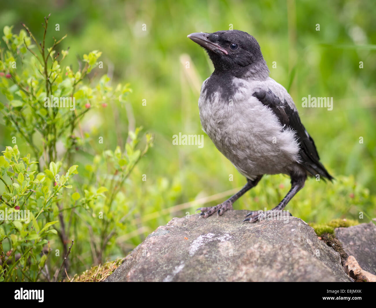 Young hooded crow chick standing on a stone. The Hooded Crow (Corvus