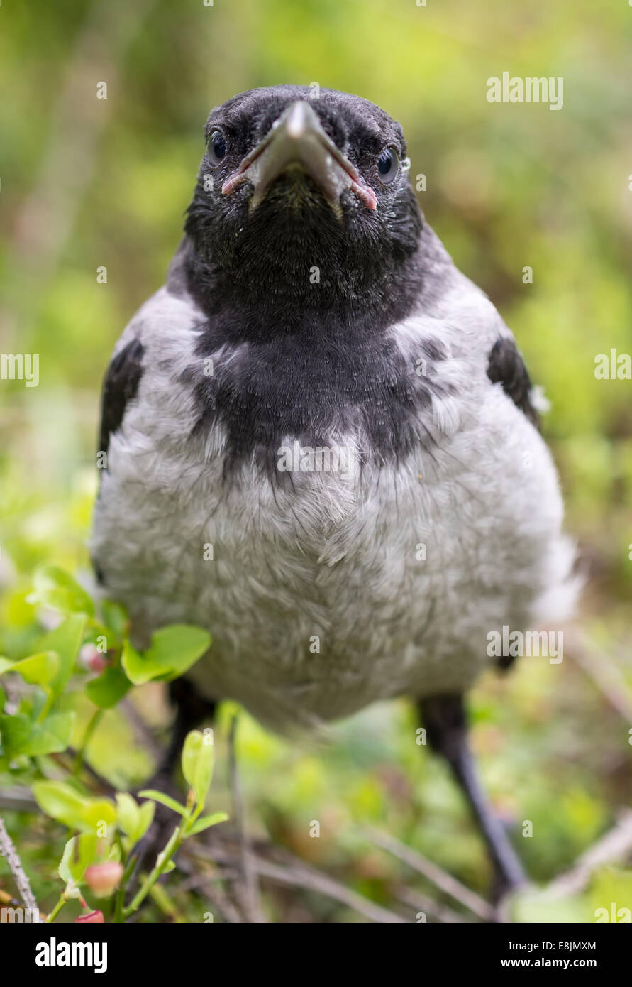Young hooded crow chick standing on a stone. The Hooded Crow (Corvus cornix) (also called Hoodiecrow) is a Eurasian bird species Stock Photo