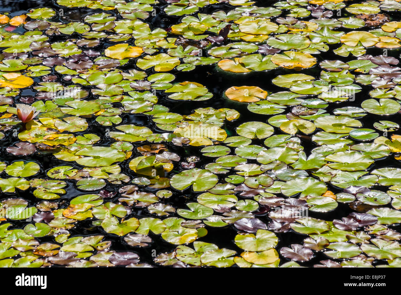 Lily pads floating on water Stock Photo